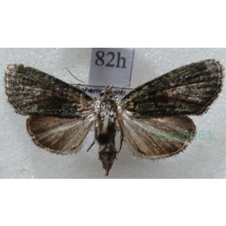 Cryphia algae (Fabricius, 1775) Porostnica glonówka Czech82h